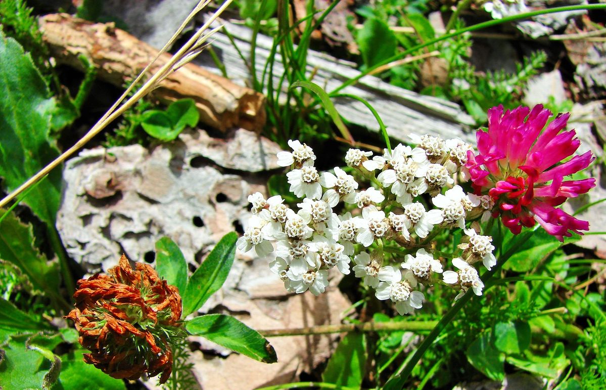 mountain flowers