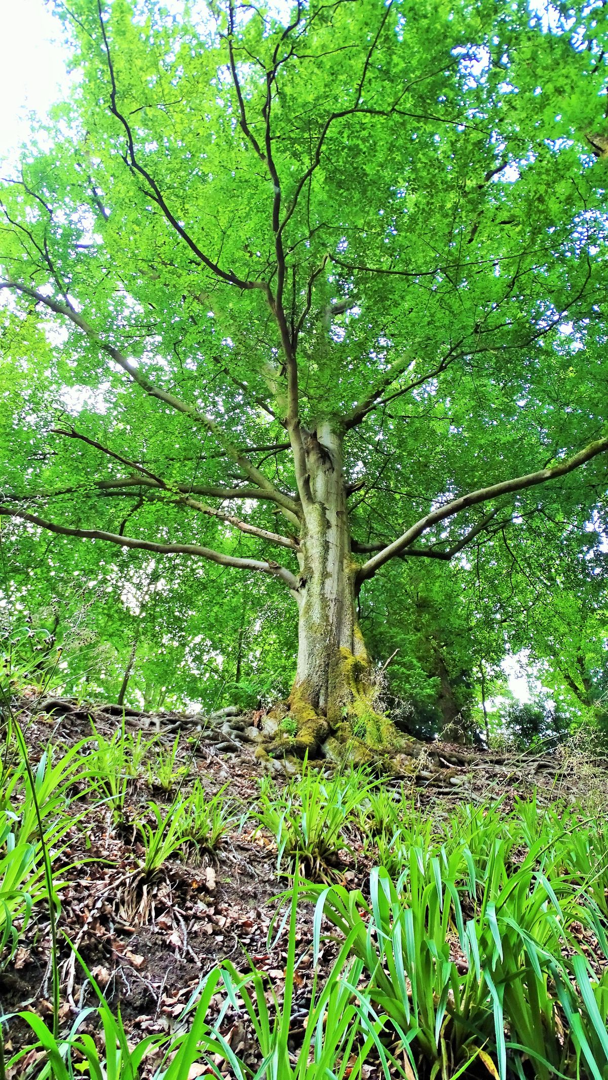 view of an old beech