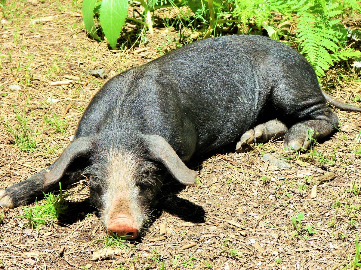 jeune cochon au repos