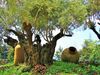 olivier millénaire jardin botanique à funchal , madeire