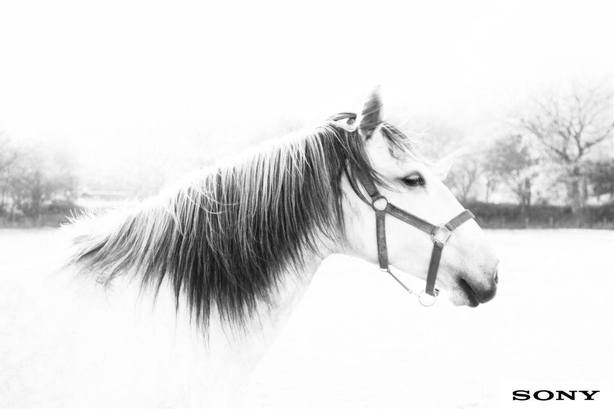 portrait of a lusitano horse