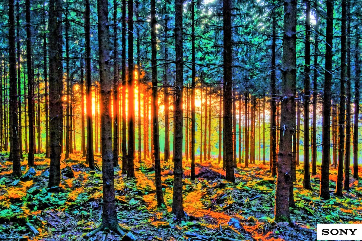 début de soirée en foret (hdr)