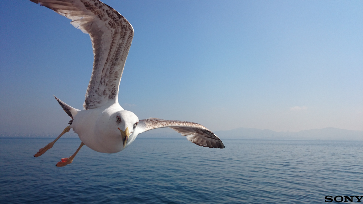 Une mouette de l'Ile Des Princes en Turquie - Photo prise par moi. Mon Instagram est @biggest.dreamer 