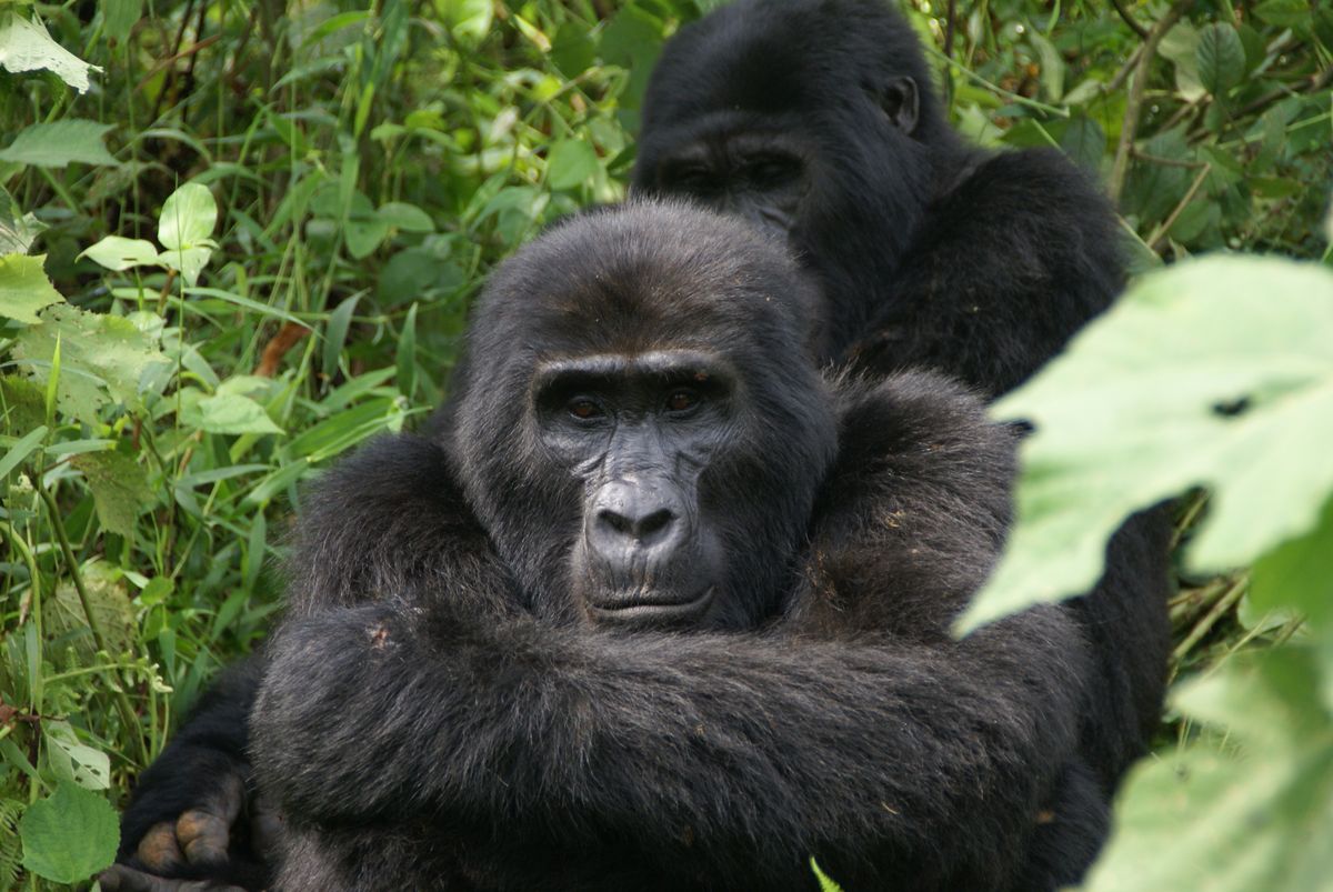 Mountain Gorillas in Bwindi Impenetrable Forest, Uganda by David Trepess