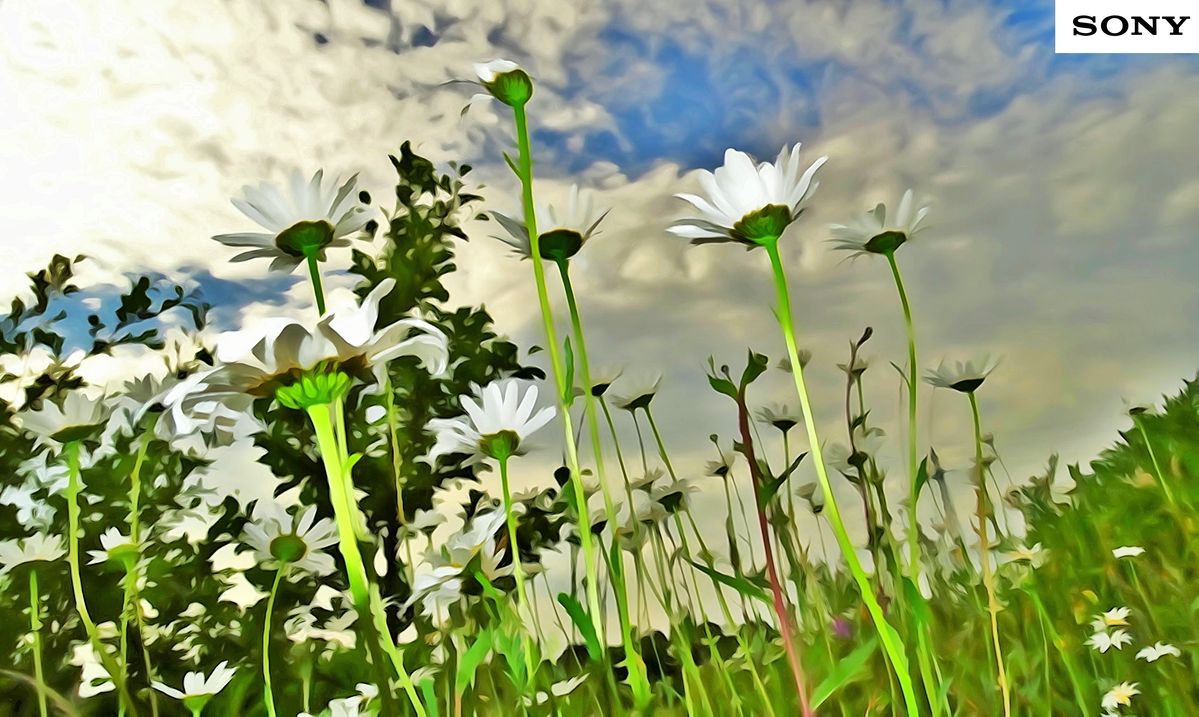 marguerites en aquarelle