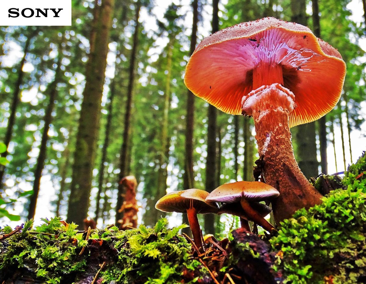 champignons des bois en contre plongée