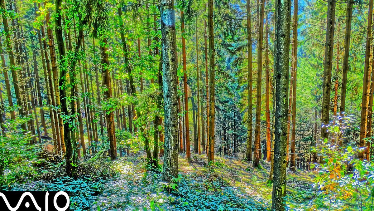 foret en hdr