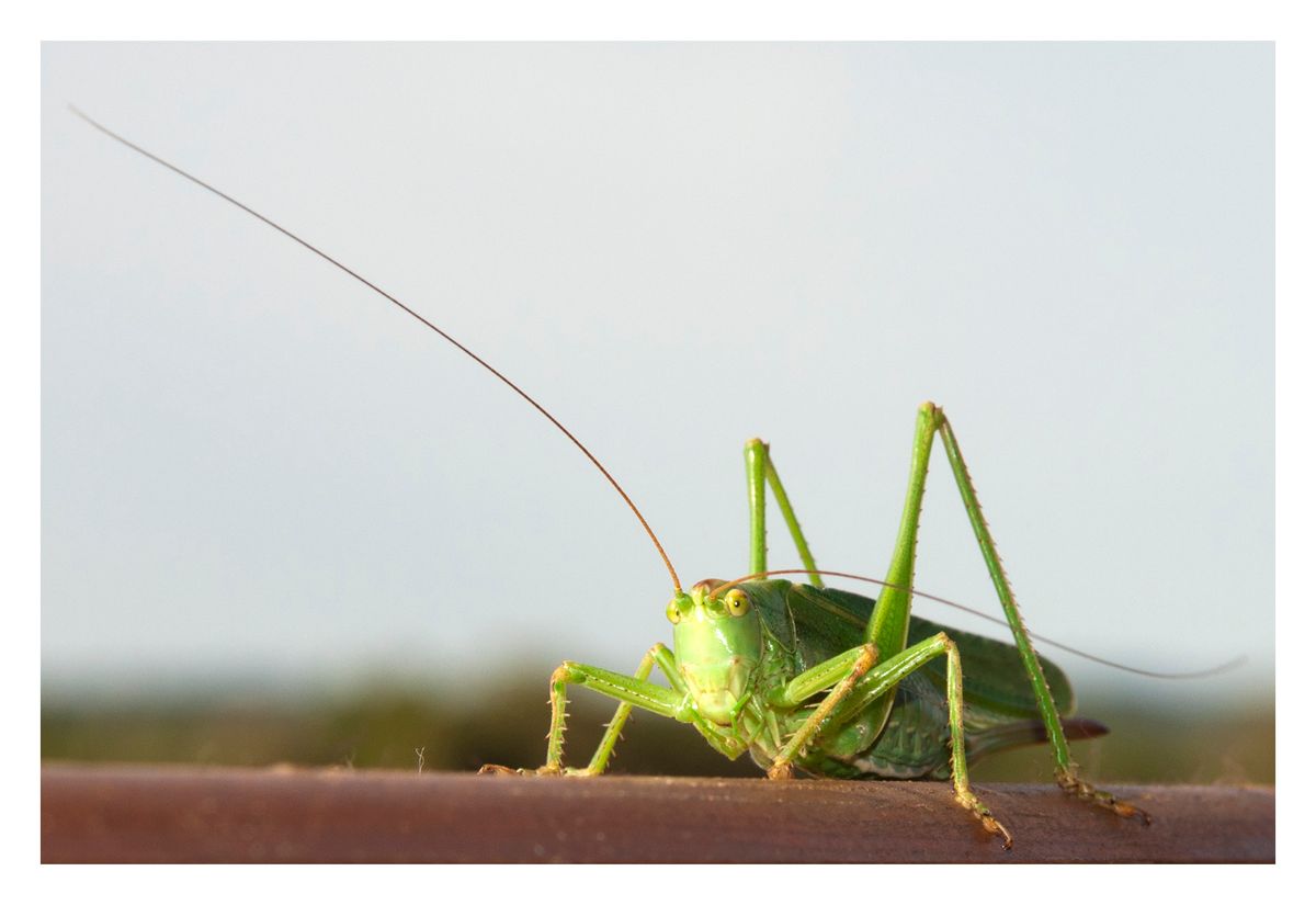 Grasshopper enjoying the afternoon sun
