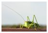 Grasshopper enjoying the afternoon sun