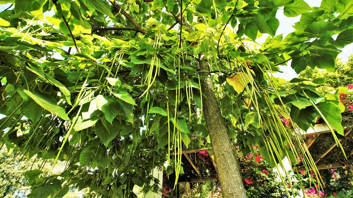catalpa, arbre ayant des fruits ressemblant à des haricots géant