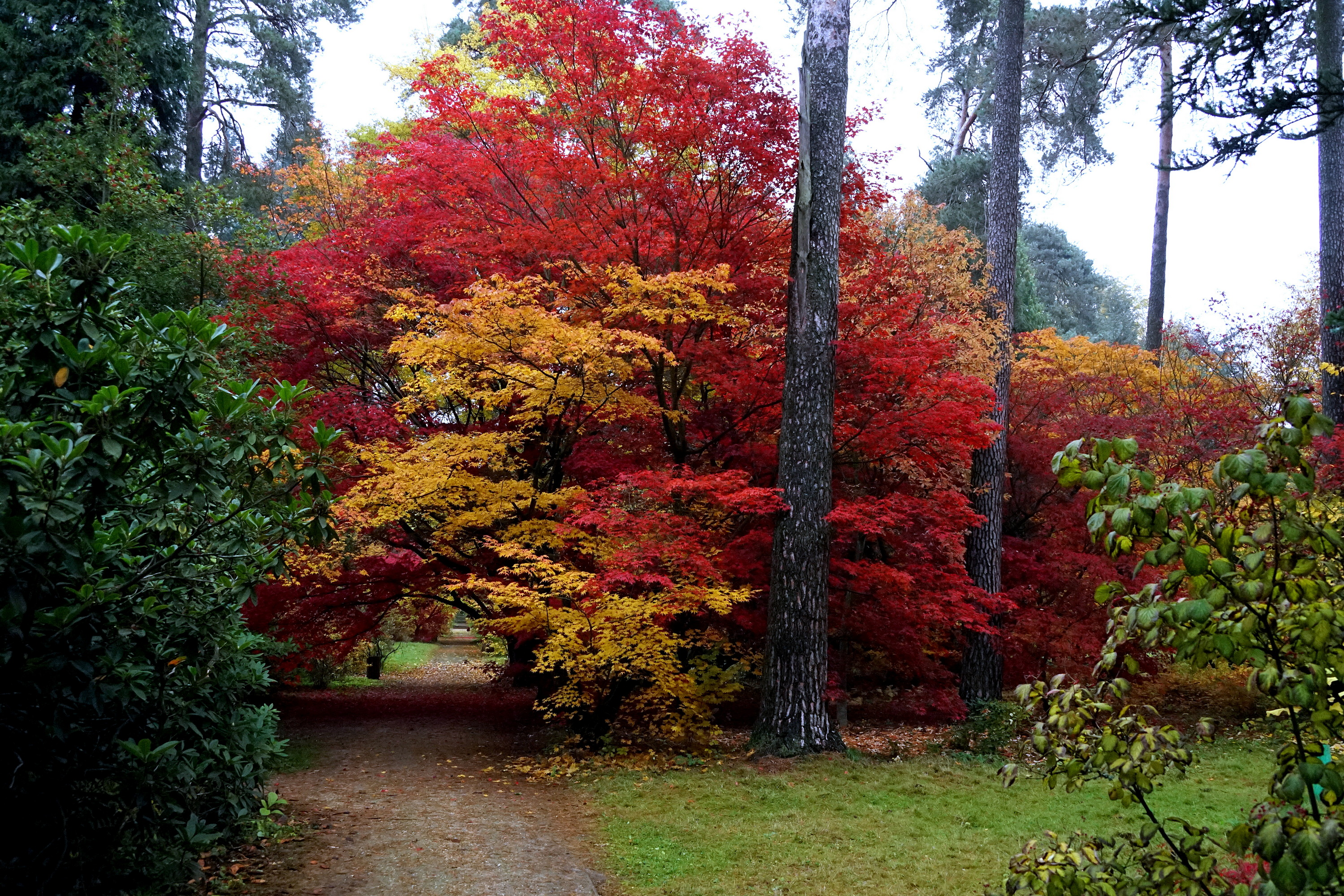 Arboretum