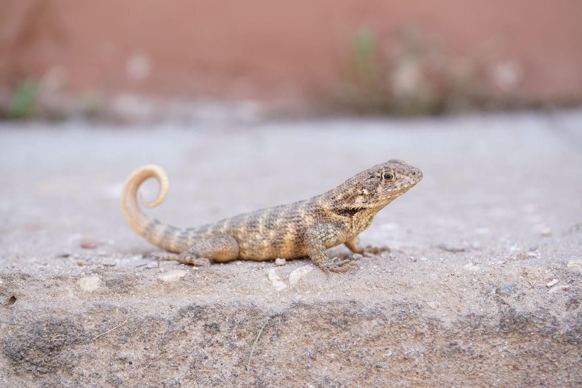 Lézard Cuba