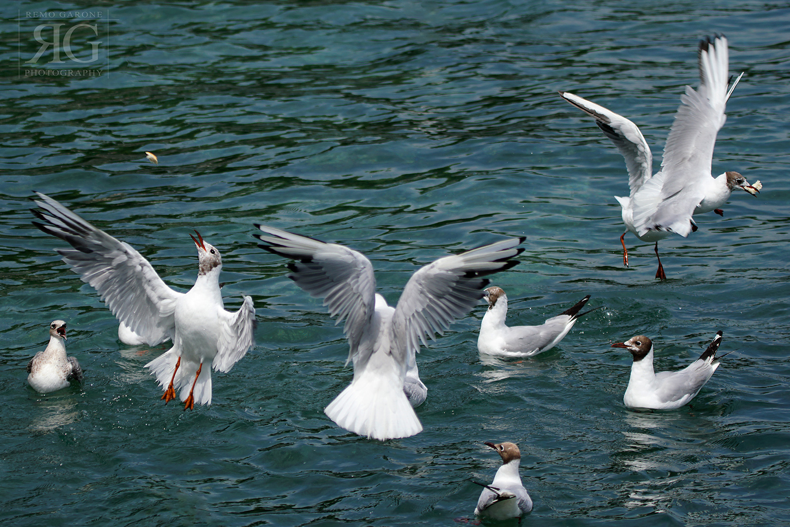 Mouettes en folie