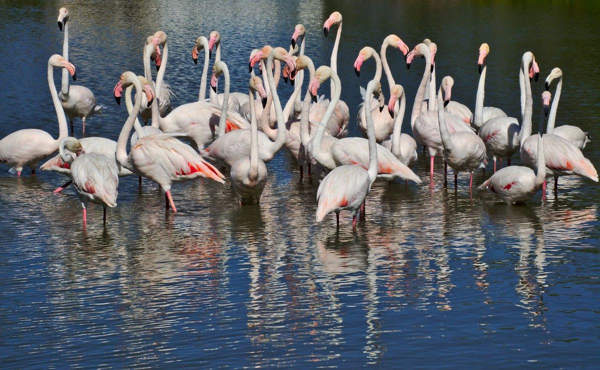 Flamants roses Camargue