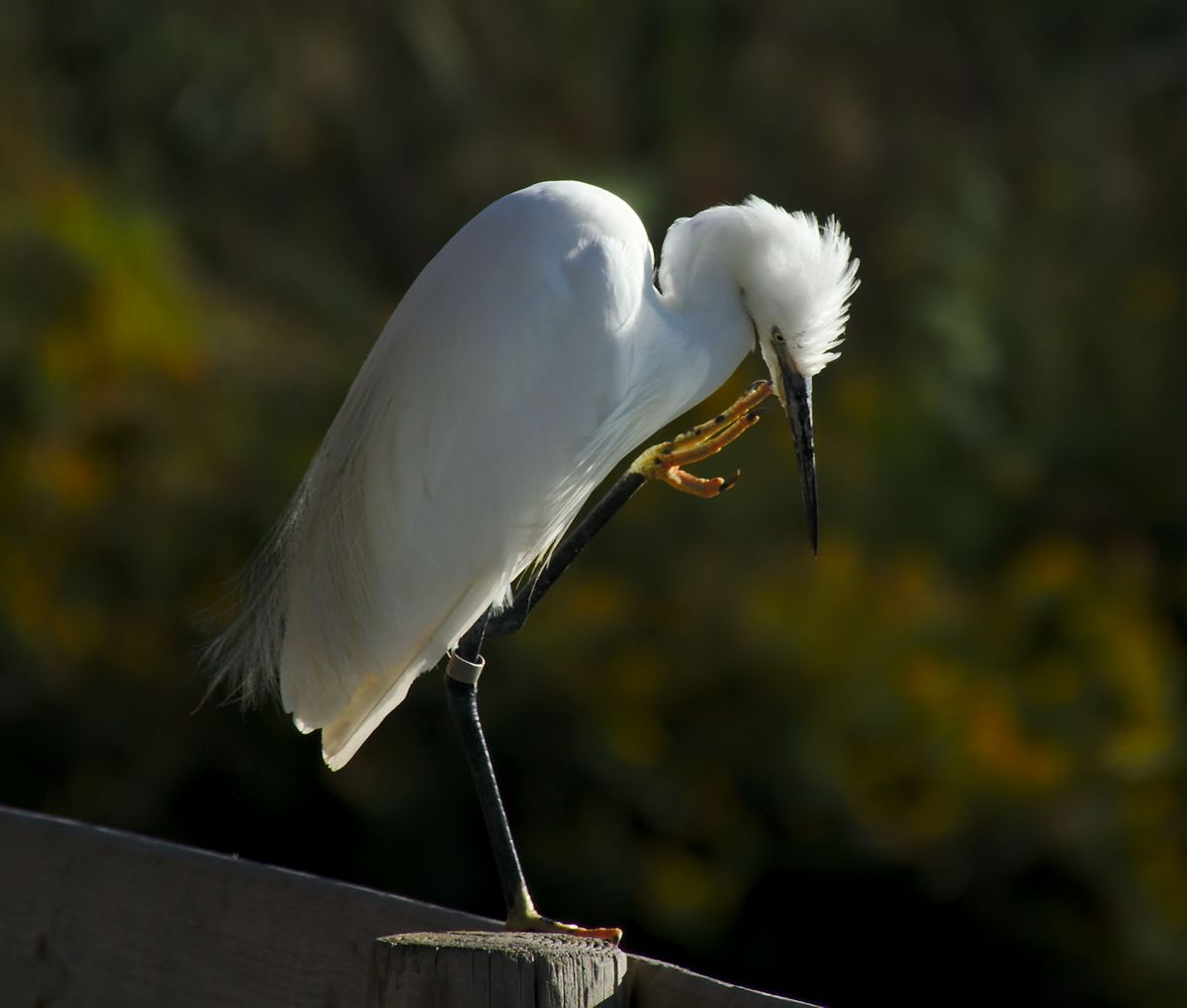 Egretta garzetta