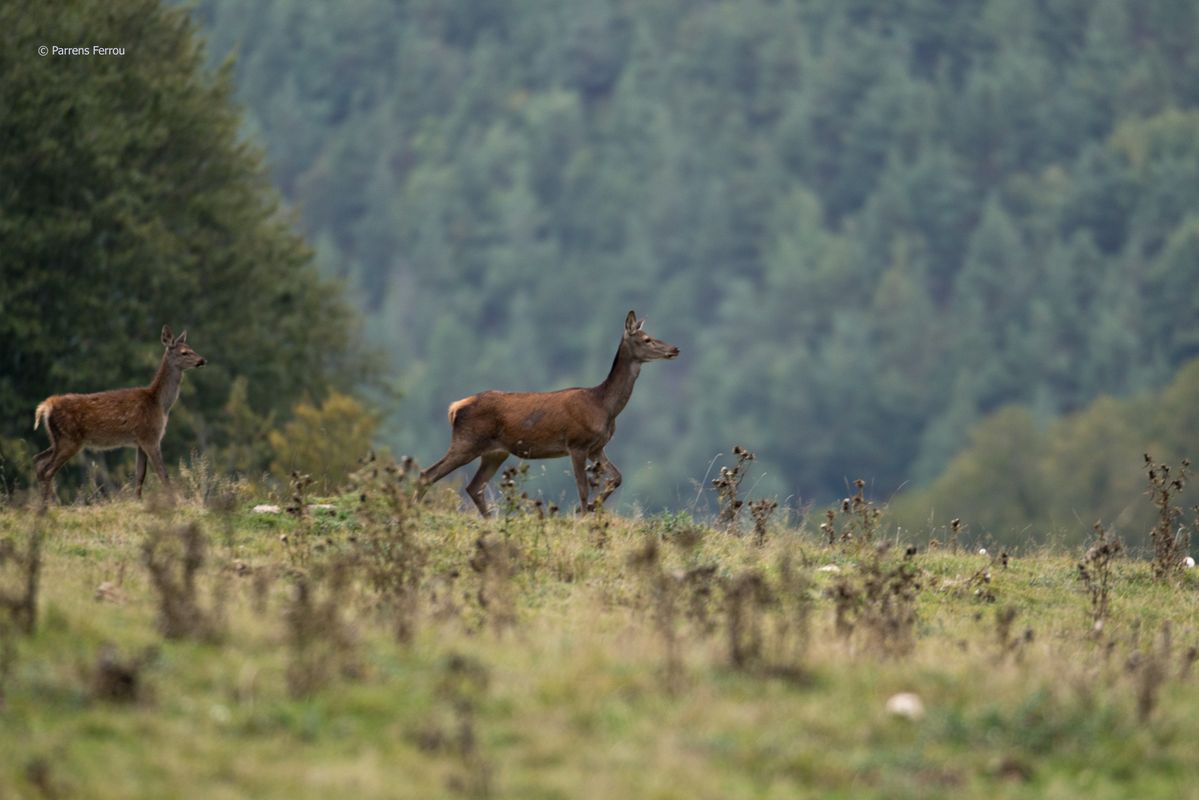 biche et faon