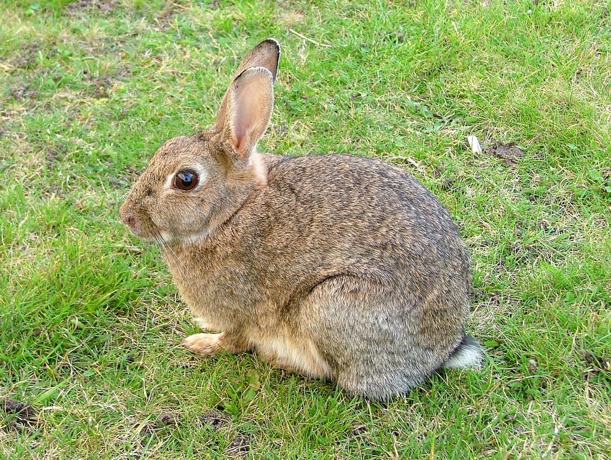 Wild  Talacre Bunny