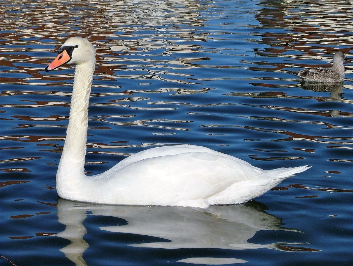 West Shore Swan