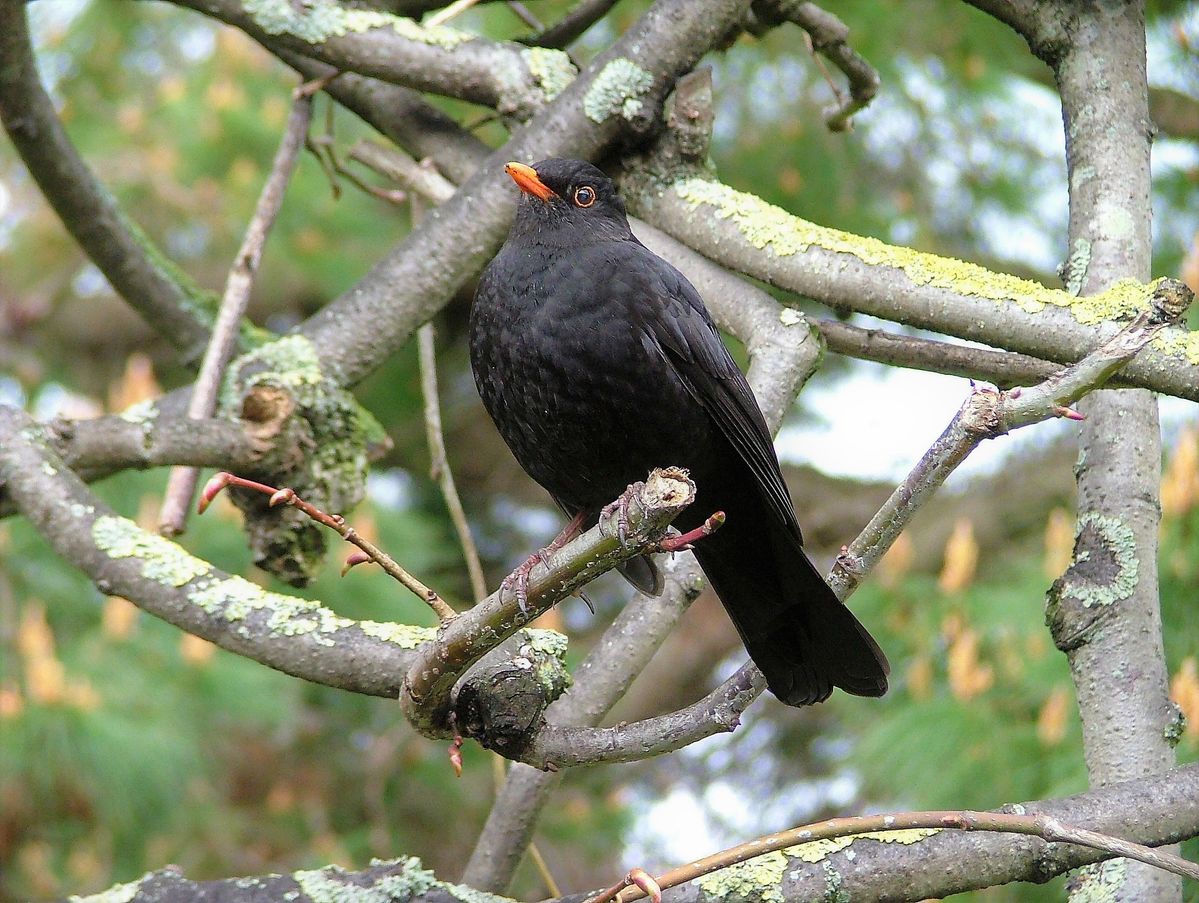 Sidmouth Blackbird