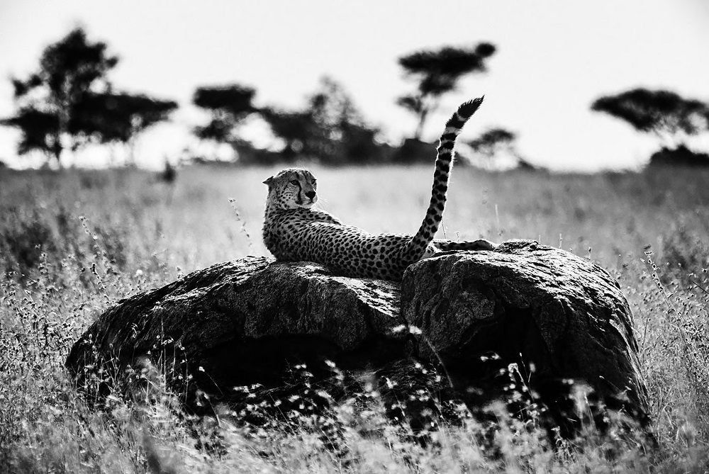 Laurent Baheux