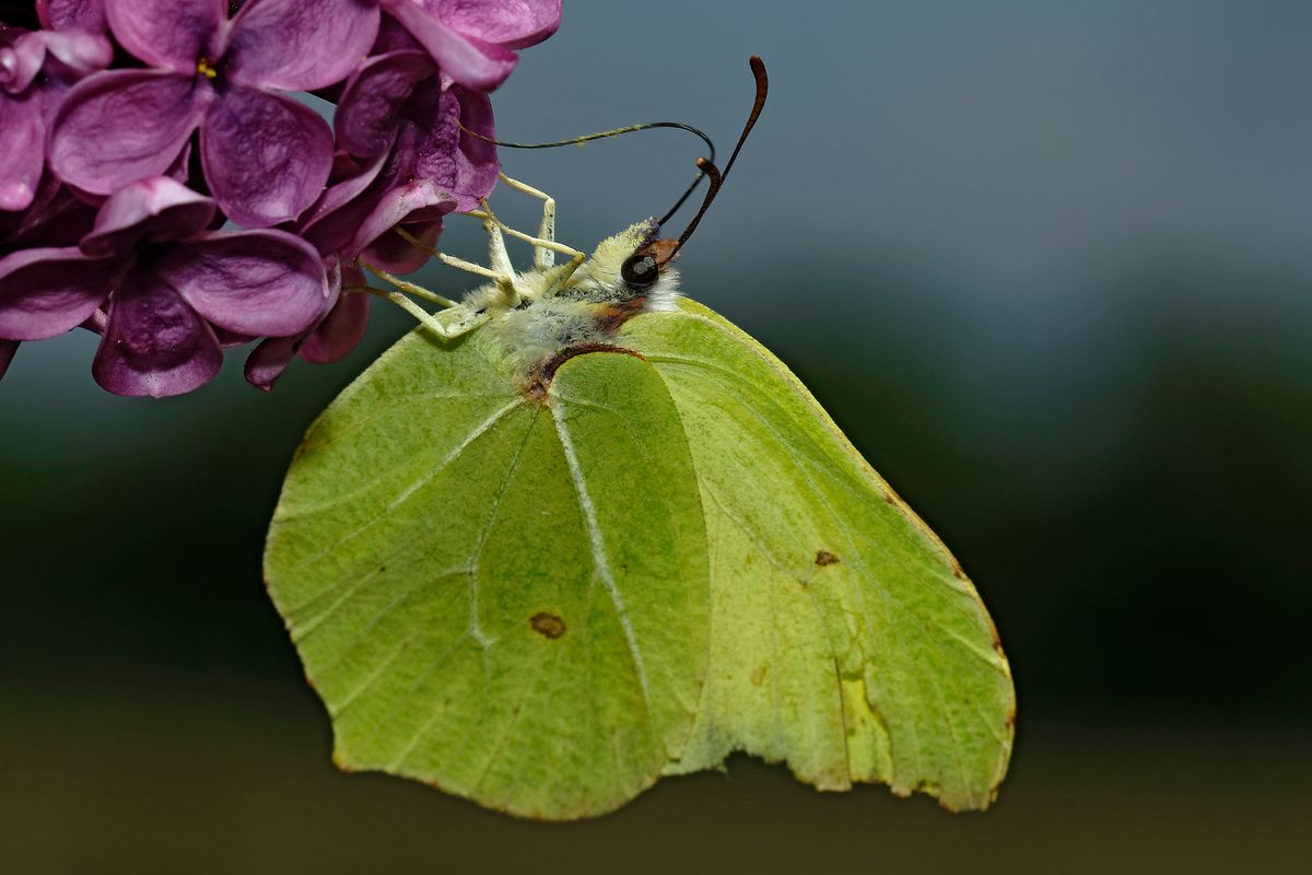 Bild für Forumsbeitrag : https://community.sony.de/t5/termine-treffen-off-topic/im-bann-der-covid-19-pandemie-wildlife-im-garten-und-vor-der/td-p/2753352