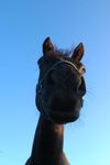 Konik... :)