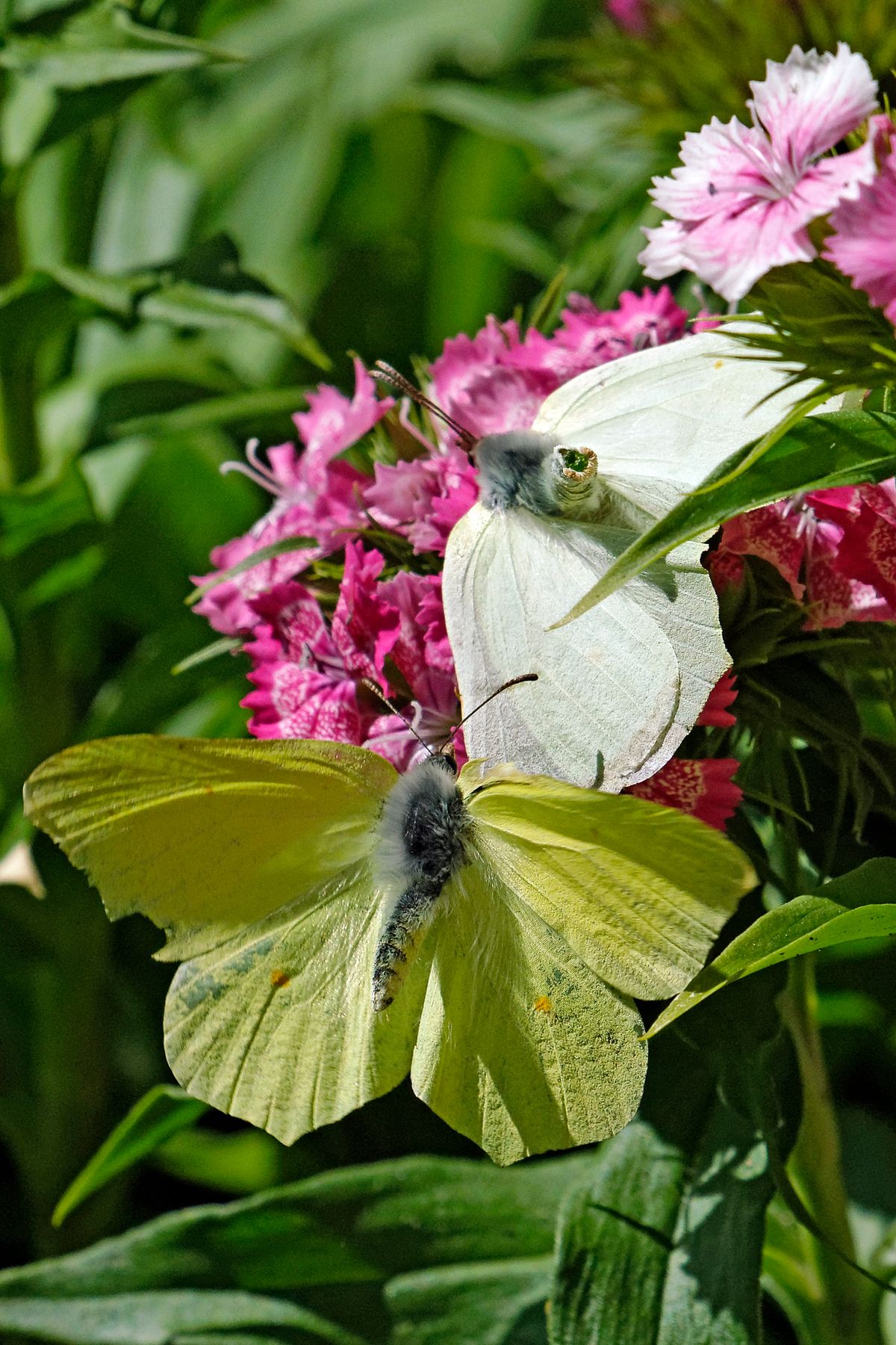 Das Männchen in einen intensiven  zitronengelber Farben Farbton und das Weibchen in einen schon fast weißen Farbton.