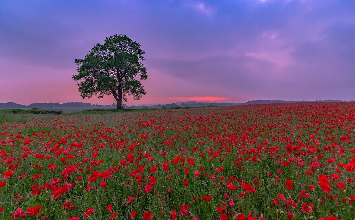 Poppies