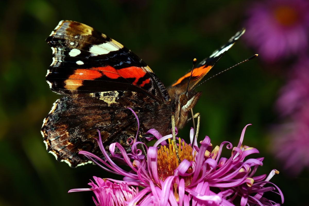 Ein Admiral (Vanessa atalanta) beim Saugen von  Nektar aus eine Blüte