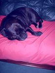 HE IS ARE STAFFIE 9 YRS OLD