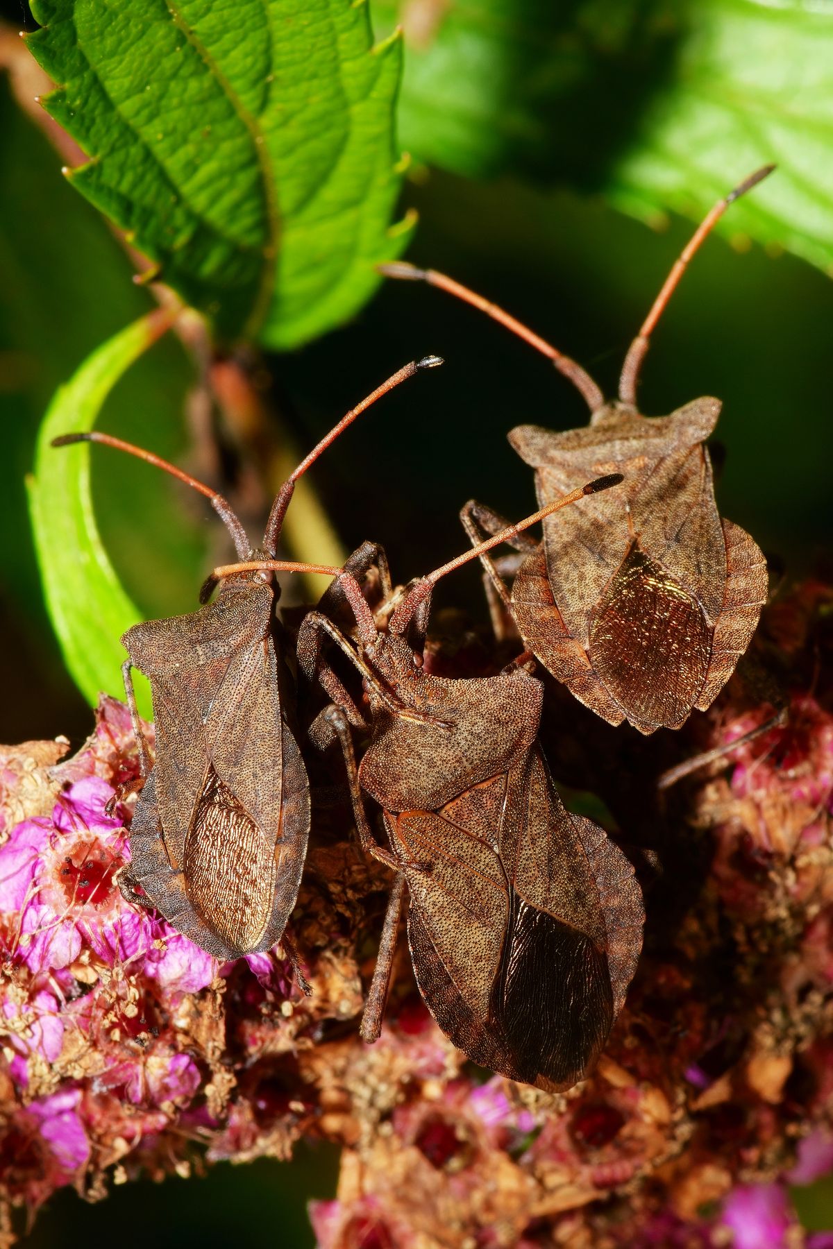 Die Große Randwanze (Coreus marginatus) wird auch Lederwanze oder Saumwanze genannt. Der Name der Randwanzen resultiert aus dem verbreiterten Rand des Hinterleibs.