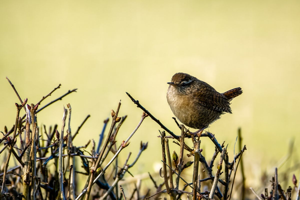 Wren