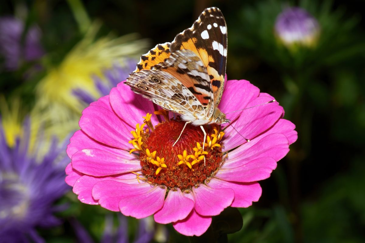 Ein Distelfalter in heimischen Garten