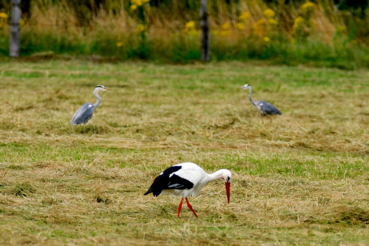 Ein Weißstorch, auch als Klapperstorch bezeichnet, in Kalender Jahr 2021 auf eine gemähten Wiese in meine Gemeinde. In Hintergrund sind zwei Fischreiher zuerkennen. Leider leidet die Aufnahme unter furchtbares Hitzeflimmern.