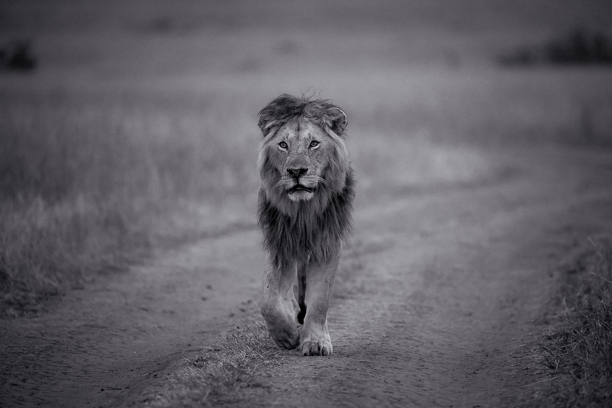 An adult lion on early morning patrol, Maasai Mara