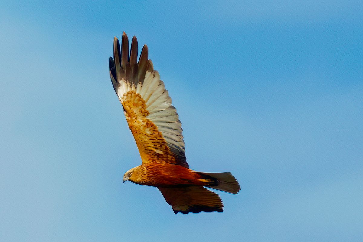 Es war Knifflig die Art dieses Vogel zu bestimmen, nach reichlichen abwägen habe ich mich für die Rohrweihe (Circus aeruginosus) entschieden. Es ist nicht Ausgeschlossen dass es vielleicht auch eine Kornweihe oder Wiesenweihe ist.