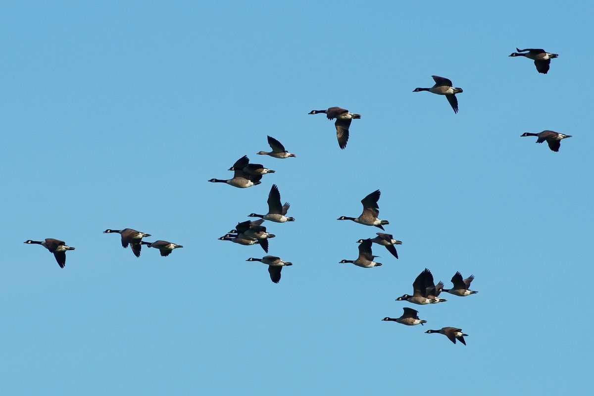 Eine Graugans fliegt in einen Schwarm Kanadagänse mit! Die Kanadagans ist die größte Wildgans, die man bei uns in Deutschland beobachten kann. Man sieht auf diese Aufnahme, das die mitfliegende Graugans etwas kleiner ist.