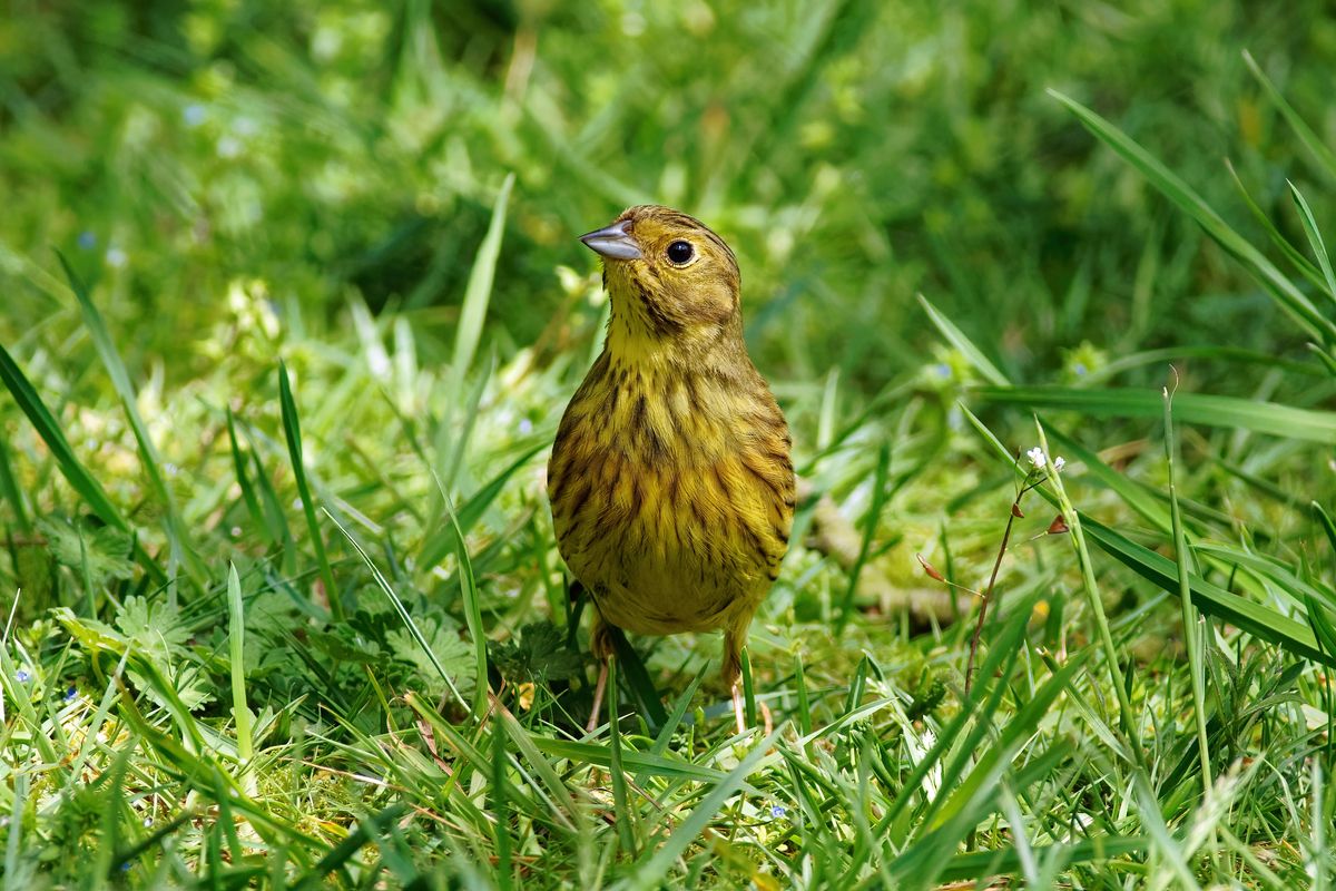 Eine Goldammer (Emberiza citrinella) in heimischen Garten