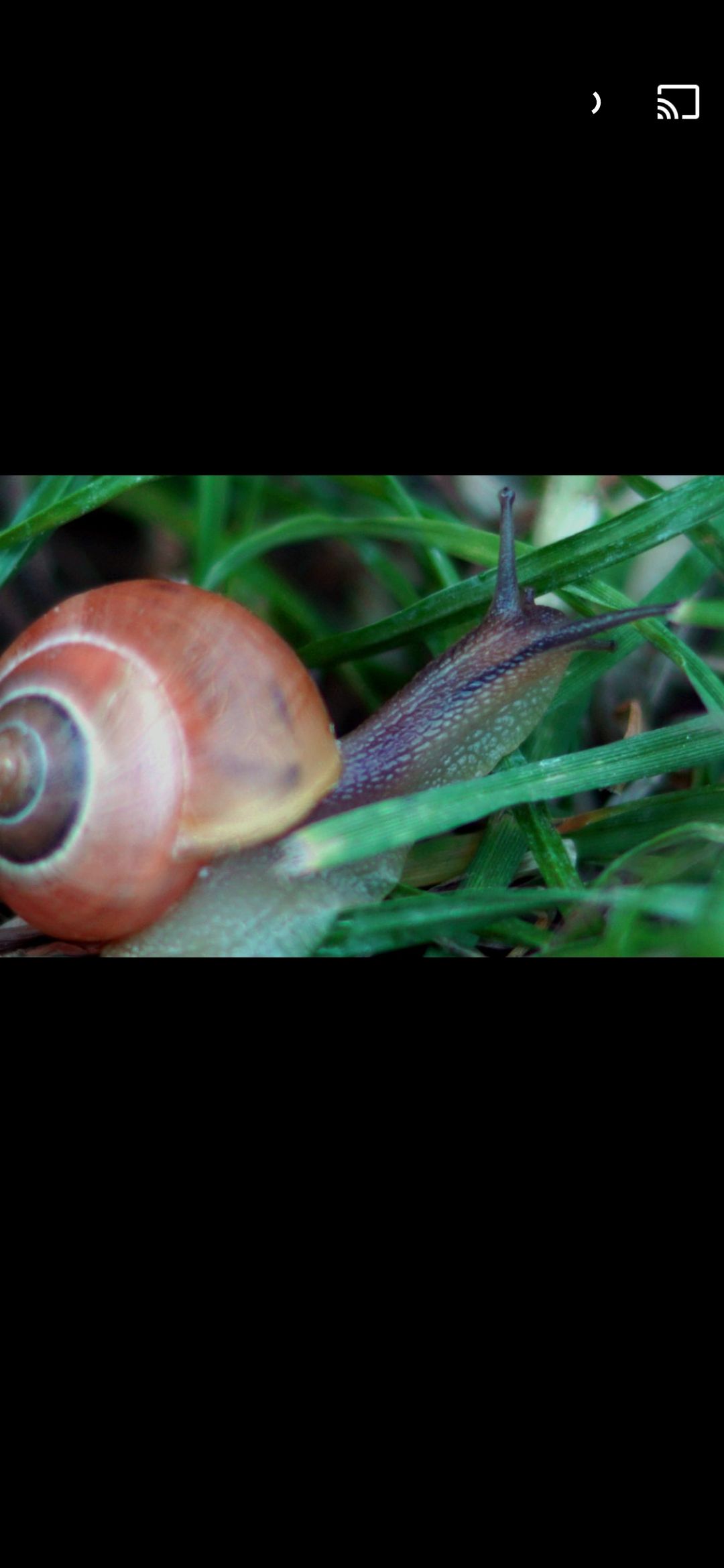 Weinbergschnecke