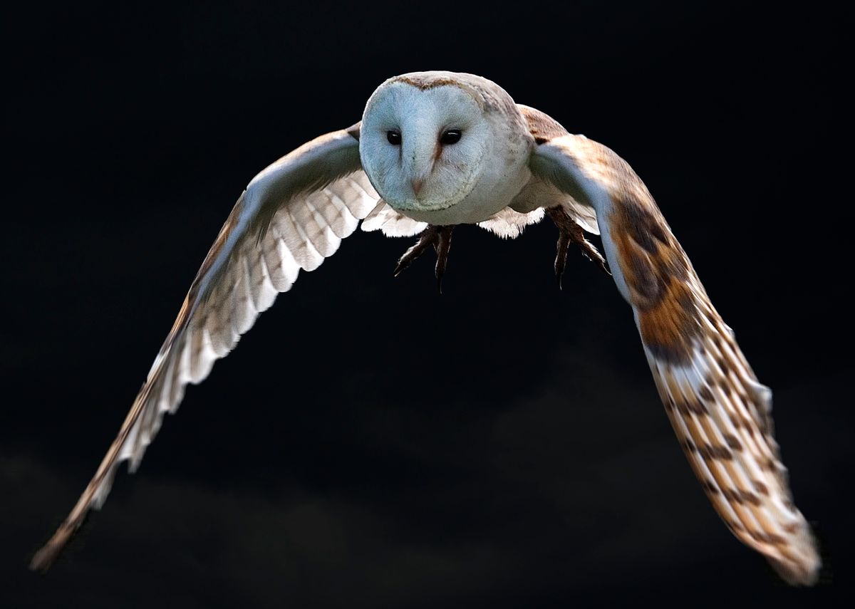 Barn Owl