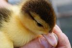 cute little duck !