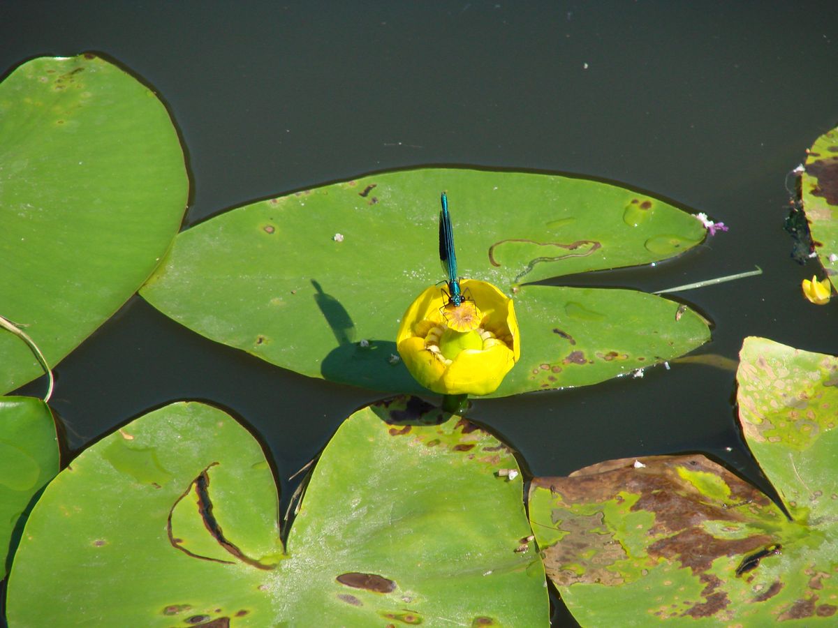 kanaalbloem