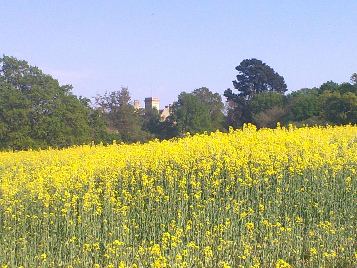 A manor house in Surrey hides behind a wonderful field in bloom.