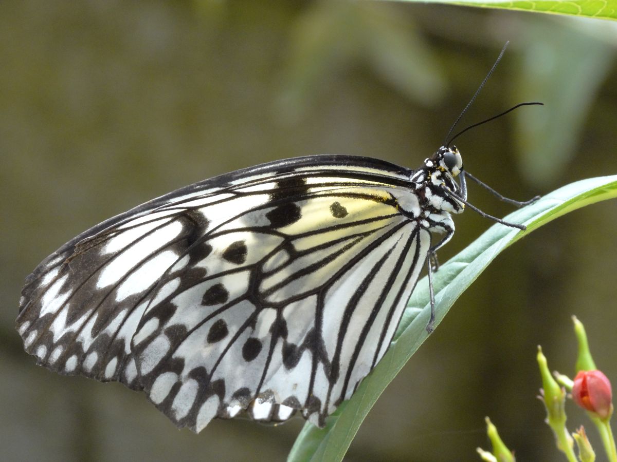 took at a butterfly farm