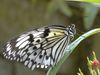 took at a butterfly farm