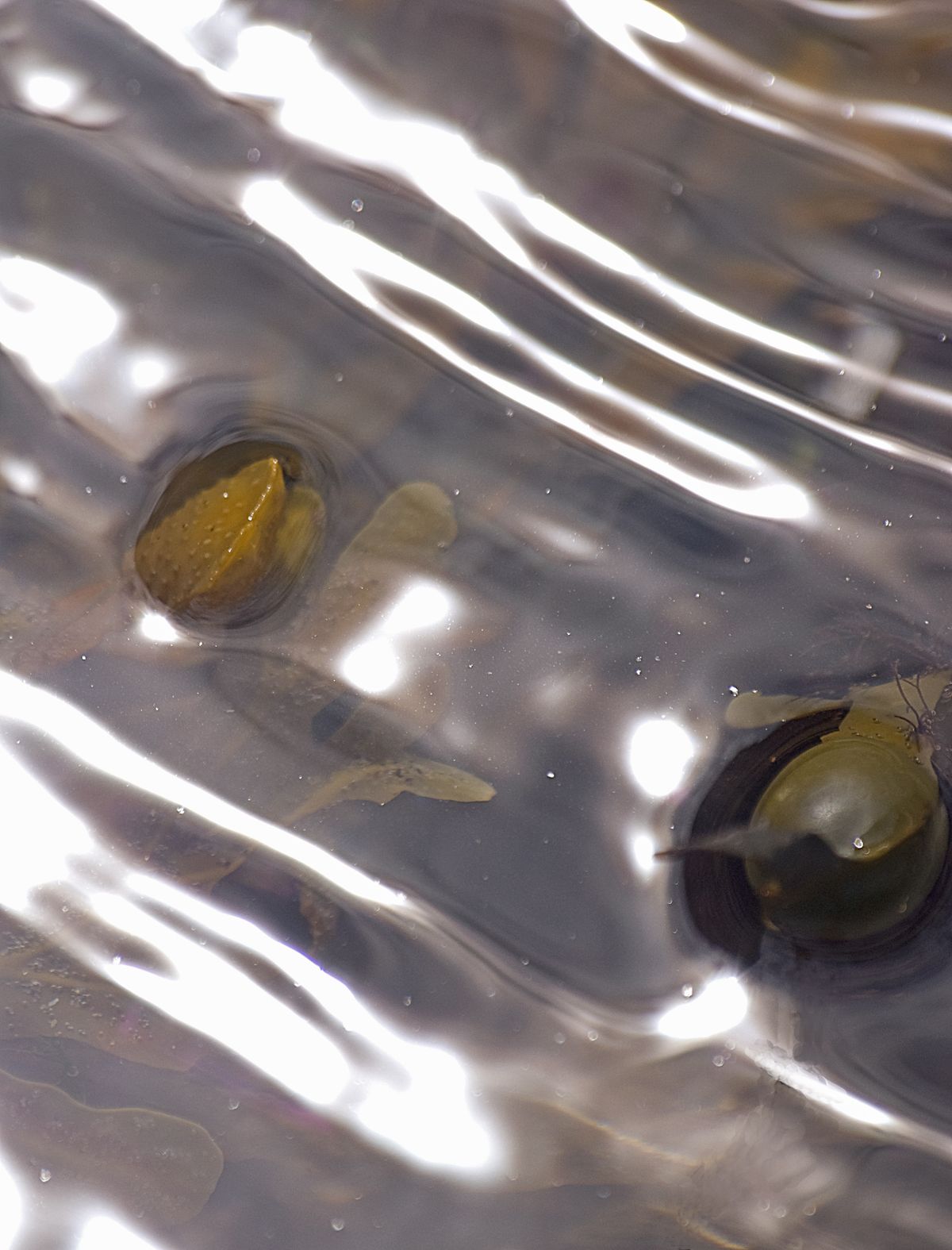 sea weed emerging from the ripples