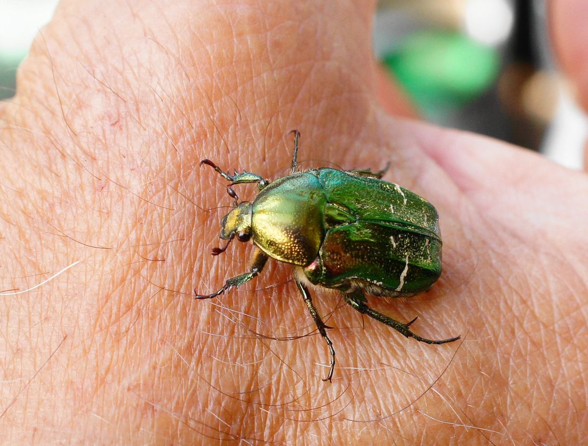 bug on hand