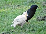 baby with starling