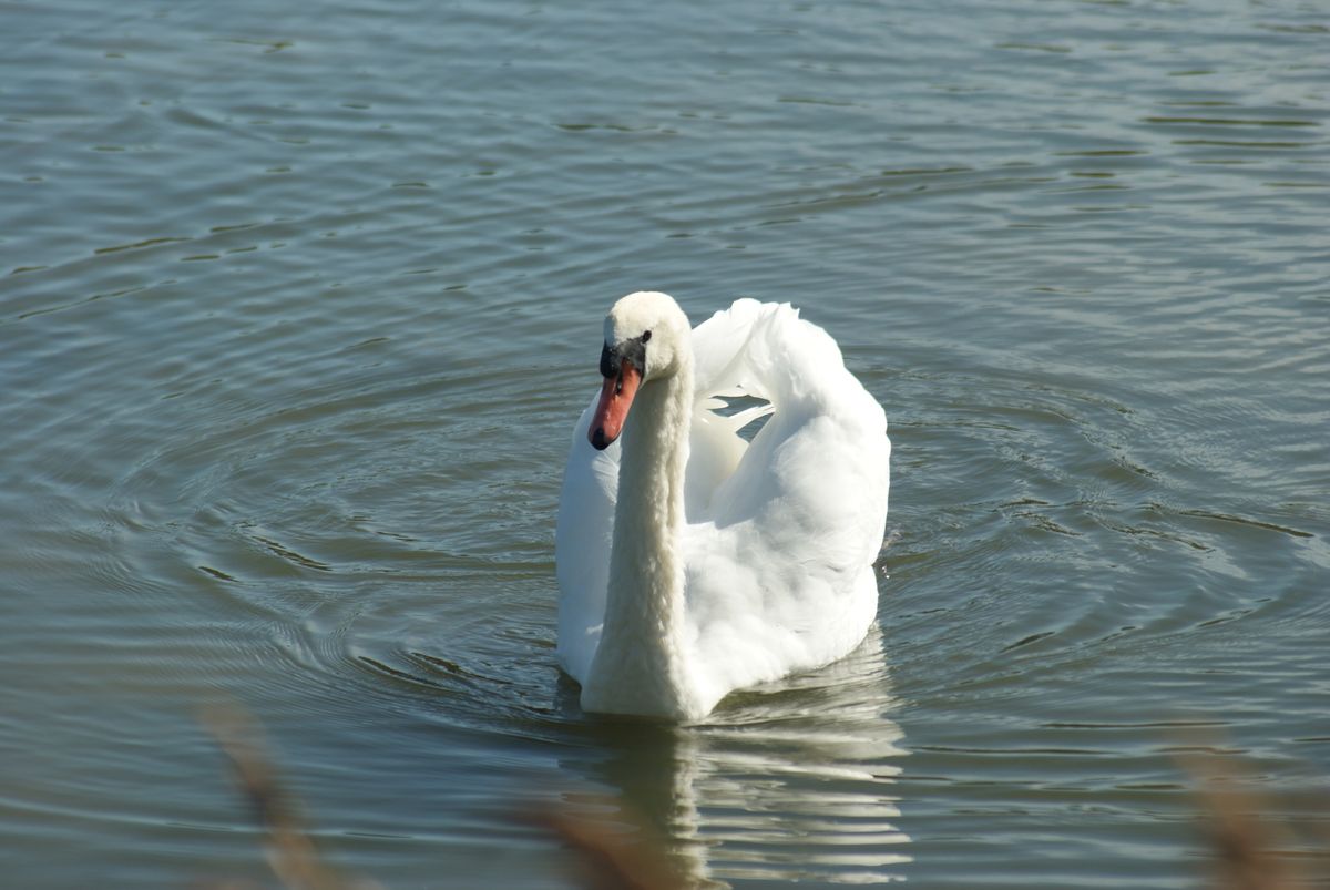 Swan Song