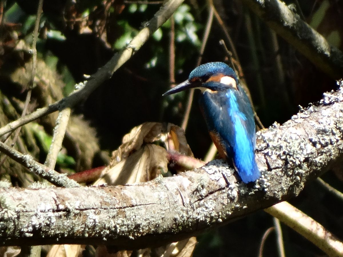 king fisher